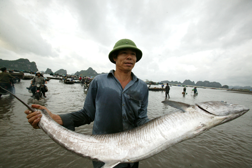 Chợ cá nổi Bến Do Quảng Ninh